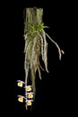 Native wild orchid of Southeast Asia on black background