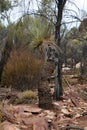 Native yakka grass tree growing in the bush Royalty Free Stock Photo