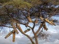 Natives make beehives and hang them on trees, Ethiopia