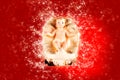 Nativity scene figurine of baby jesus with red background Royalty Free Stock Photo