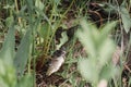 Grass snake strike. Grass snake eats fish. Wildlife of Europe