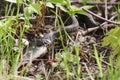 Grass snake strike. Grass snake eats fish. Wildlife of Europe