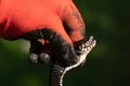 Natrix is a non-venomous snake, a long and black reptile. Royalty Free Stock Photo