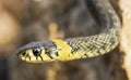 Natrix. Snake on a rock.