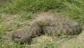 Natrix tessellata - Dice snake -