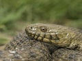 Natrix tessellata - Dice snake -