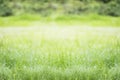 Natrue green grass in park background Royalty Free Stock Photo