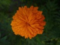 Natrue Orange Crysan flower bloom Royalty Free Stock Photo