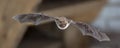 Natterers bat in flight on attic Royalty Free Stock Photo