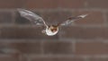 Natterers bat flying frontal view Royalty Free Stock Photo