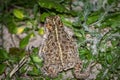 The natterjack toad, Bufo calamita, sitting in grass on the beach of Skagen, Denmark. Royalty Free Stock Photo