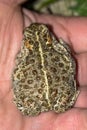 The natterjack toad, Bufo calamita, sitting in a mans hand. Royalty Free Stock Photo