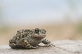 Natterjack toad Bufo Epidalea calamita. It is a very rare Amphibian in the U.K. Royalty Free Stock Photo