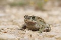 Natterjack toad Bufo Epidalea calamita. It is a very rare Amphibian in the U.K. Royalty Free Stock Photo