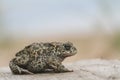 Natterjack toad Bufo Epidalea calamita. It is a very rare Amphibian in the U.K. Royalty Free Stock Photo