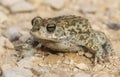 Natterjack toad Bufo Epidalea calamita. It is a very rare Amphibian in the U.K. Royalty Free Stock Photo