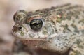 Natterjack toad Bufo Epidalea calamita. It is a very rare Amphibian in the U.K. Royalty Free Stock Photo