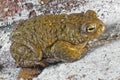 Natterjack toad