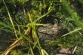 Natterjack Toad