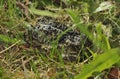 Natterjack Toad Royalty Free Stock Photo