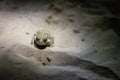 Natterjack toad, Epidalea calamita hiding in the sand of Kalmthout Heath Royalty Free Stock Photo