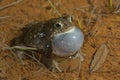 Natterjack toad Epidalea calamita singing at night in its pond.