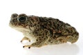 Natterjack toad Epidalea calamita Royalty Free Stock Photo