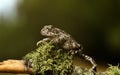 natterjack toad in the forest Royalty Free Stock Photo
