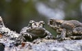 natterjack toad in the forest Royalty Free Stock Photo