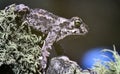 natterjack toad in the forest Royalty Free Stock Photo