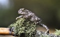 natterjack toad in the forest Royalty Free Stock Photo