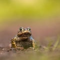 Natterjack toad front legs