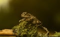 natterjack toad moves through the forest Royalty Free Stock Photo