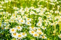 Natual white chamomile flowers in the forest