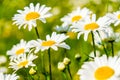 Natual white chamomile flowers in the forest