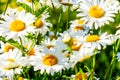 Natual white chamomile flowers in the forest