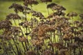 Natually Dried Brown Wildflowers