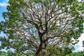 Natur Green, natural background of trees under blue sky in summer.