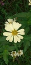 Natur Green white yellow flower