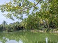 Natur view pond Kolkata Royalty Free Stock Photo