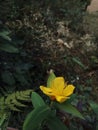 Yellow colur flower