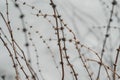 Natural absctract background with dry plants