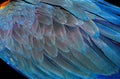 Natural abstract background. Natural blue background. Macaw feathers pattern. Bright colorful feathers of a parrot. tropical bird Royalty Free Stock Photo