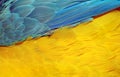 Natural abstract background. Natural blue and yellow background. Macaw feathers pattern. Bright colorful feathers of a parrot. tro Royalty Free Stock Photo