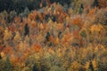 Natural abstract background of bright autumn tree tops on the mountainside Royalty Free Stock Photo