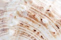 Natural abstract background. Close-up white seashell wavy texture with relief brown strips.