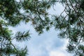Natural abstract background of coniferous branches with young cones against the blue sky, Royalty Free Stock Photo