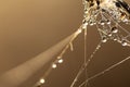 Close-up of dew drops on a spider web in the rays of the sun Royalty Free Stock Photo