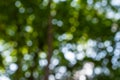 Natural abstract background with green bokeh defocused lights