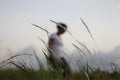 Blurry young woman walking behind the wild grass flower on  evening blue sky background. Royalty Free Stock Photo